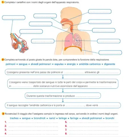 Apparato respiratorio 1