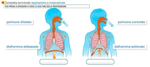Apparato respiratorio 2