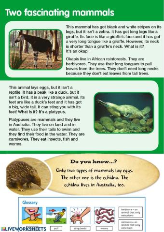 Two fascinating mammals