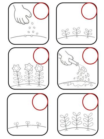 Ріст рослин