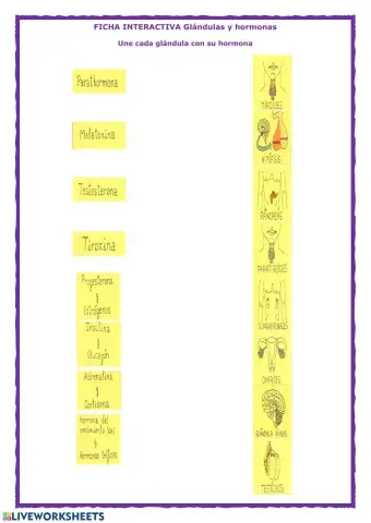 Glándulas y hormonas