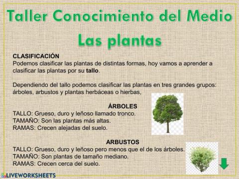 T.Cono-Clasificación plantas según tallo