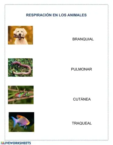 Respiración en los animales