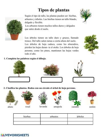 Primaria-Tipos de plantas