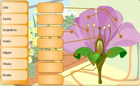 Partes de la flor