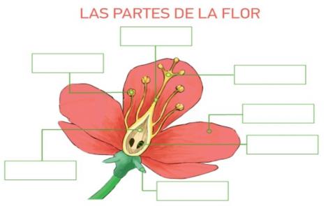 Identifica las partes de la flor