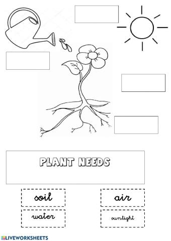 The needs of a plant