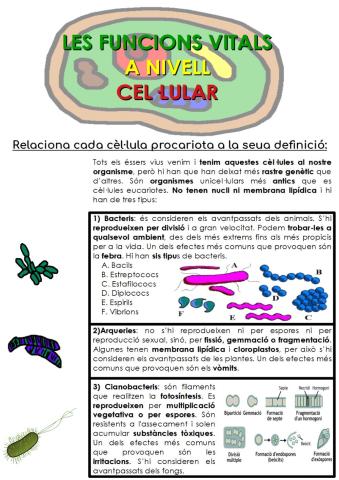 Cèl·lules procariotes