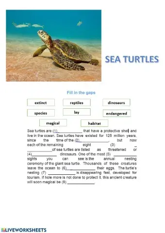 Sea Turtles