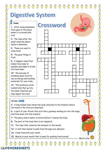 Digestive System Crossword