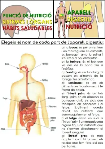 Organs de l'aparell digestiu