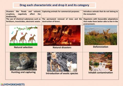 Potential impact of the extinction of species on an ecosystem.
