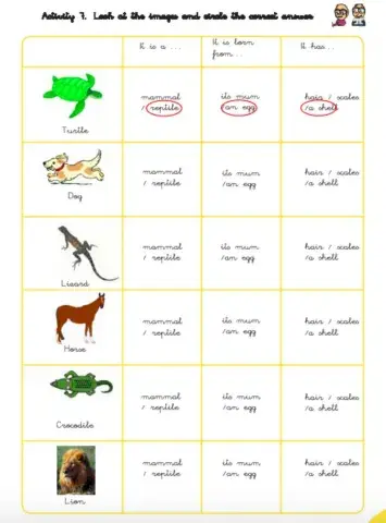 Animals classification
