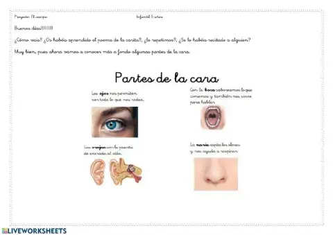 Partes del ojo