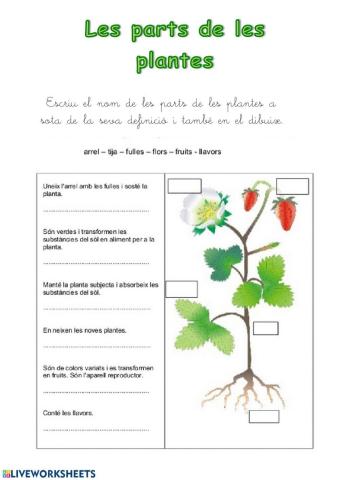 Les parts de les plantes