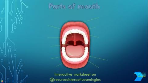 Parts of mouth