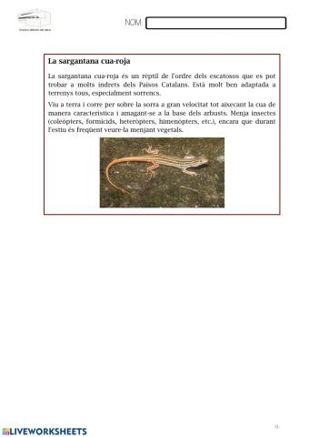 6 la sargantana cuaroja