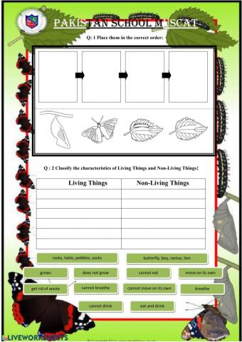Label stages of Butterfly - Classify Living and Non-Living Things - Grade 4