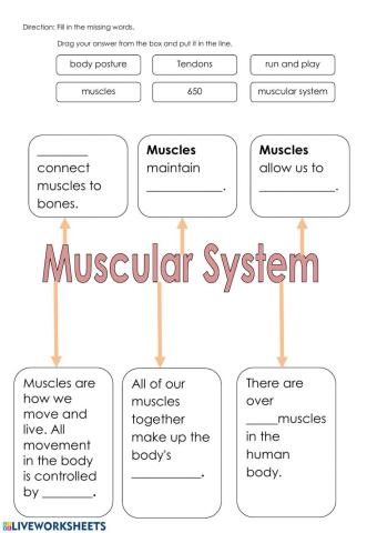 Muscular System