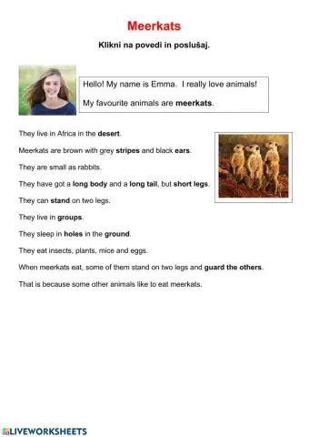 Meerkats-poslušaj