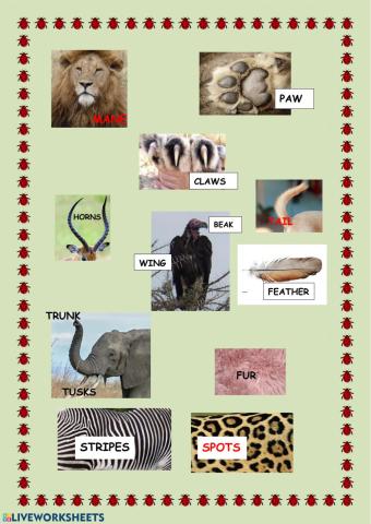 Parts of the animals