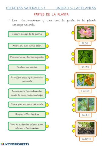 Plartes de la planta