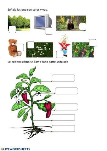 Repaso las plantas