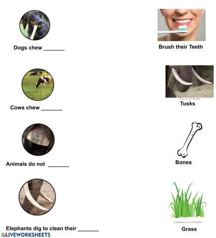 Animal Teeth Worksheet