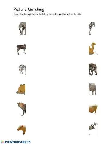 Matching Animal Halves