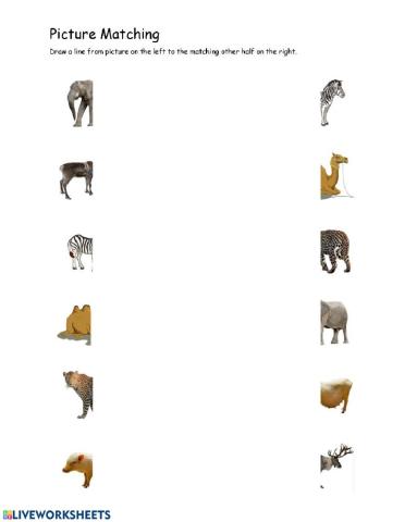 Matching Animal Halves