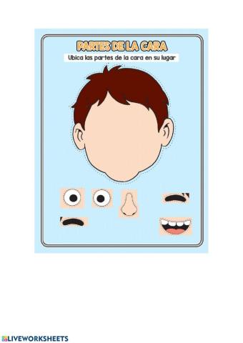 partes de la cara