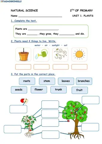 Unit 1. Plants (2º E.P)
