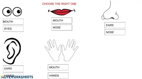 Five sense organgs:choose the right one