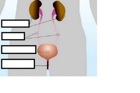 Iraitz-aparatuaren atalak