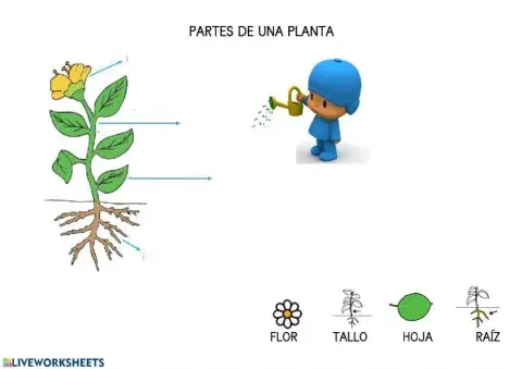 Partes de una planta