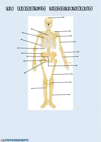 El sistema esquelético
