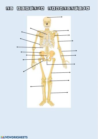 El sistema esquelético