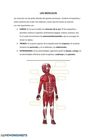 Los músculos