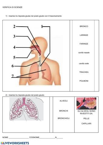 Sistema respiratorio II
