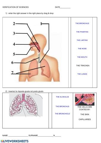 Respiratory system (lingua s)