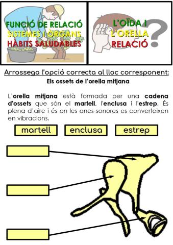 Els ossets de l'orella mitjana