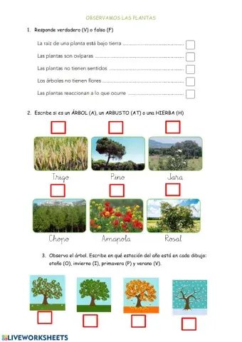 Observamos las plantas