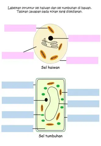 Struktur sel haiwan dan Sel tumbuhan