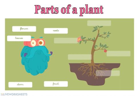 Parts of a plant 01
