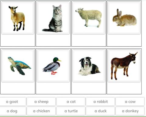 Animals (words and pictures)