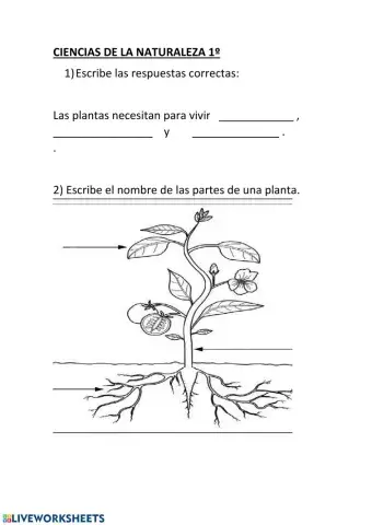 Partes de las plantas.