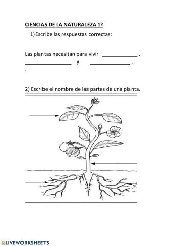 Partes de las plantas.