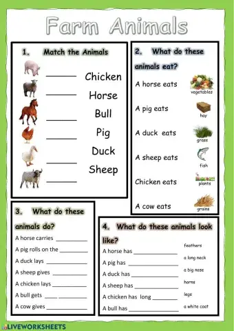 Farm Animals