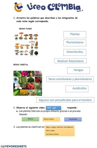 Reino fungi y vegetal
