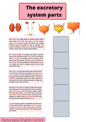 The Excretory System